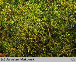 Campylopus introflexus (krzywoszczeć przywłoka)