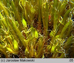 Campylopus introflexus (krzywoszczeć przywłoka)