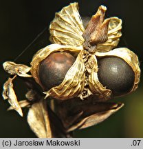 Canna indica hort. (paciorecznik ogrodowy)