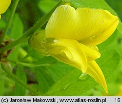 Caragana arborescens