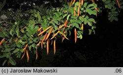 Caragana arborescens (karagana syberyjska)