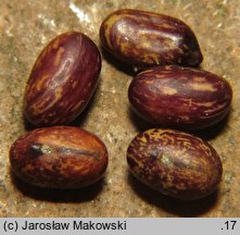 Caragana arborescens (karagana syberyjska)