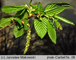 Carpinus betulus (grab pospolity)