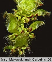 Carpinus betulus (grab pospolity)