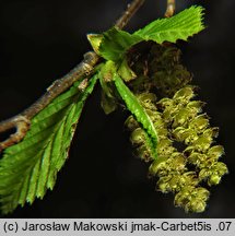 Carpinus betulus (grab pospolity)