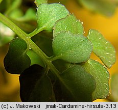 Cardamine hirsuta