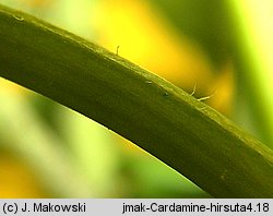 Cardamine hirsuta