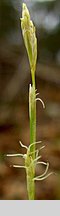 Carex alba (turzyca biała)