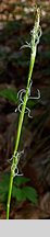 Carex alba (turzyca biała)