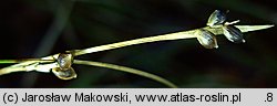 Carex alba (turzyca biała)