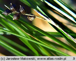 Carex alba (turzyca biała)