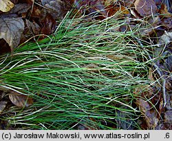 Carex alba (turzyca biała)