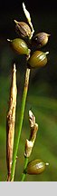 Carex alba (turzyca biała)