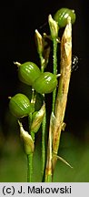 Carex alba (turzyca biała)