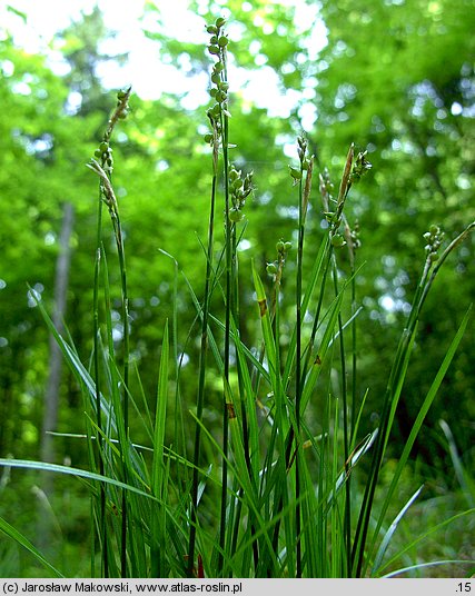 Carex alba (turzyca biała)