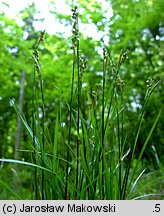 Carex alba (turzyca biała)