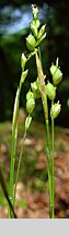 Carex alba (turzyca biała)