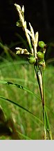 Carex alba (turzyca biała)