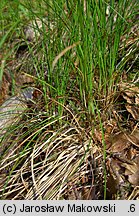 Carex alba (turzyca biała)