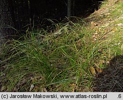 Carex alba (turzyca biała)