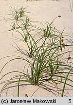 Carex arenaria (turzyca piaskowa)