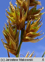 Carex arenaria (turzyca piaskowa)