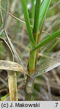 Carex arenaria (turzyca piaskowa)