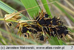 Carex arenaria (turzyca piaskowa)