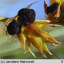 Carex arenaria (turzyca piaskowa)