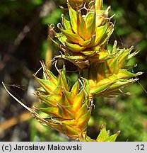 Carex arenaria (turzyca piaskowa)