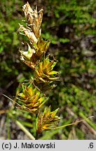 Carex arenaria (turzyca piaskowa)