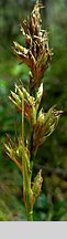 Carex arenaria (turzyca piaskowa)