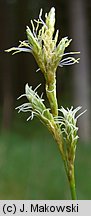 Carex brizoides (turzyca drżączkowata)