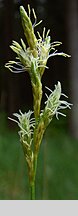 Carex brizoides (turzyca drżączkowata)