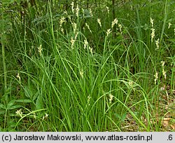 Carex brizoides (turzyca drżączkowata)