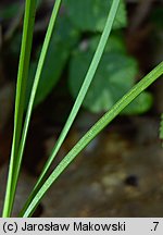 Carex brizoides (turzyca drżączkowata)