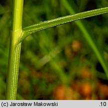 Carex brizoides (turzyca drżączkowata)