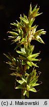 Carex brizoides (turzyca drżączkowata)