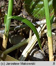 Carex brizoides (turzyca drżączkowata)