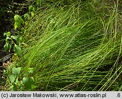 Carex brizoides (turzyca drżączkowata)