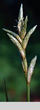 Carex brizoides (turzyca drżączkowata)