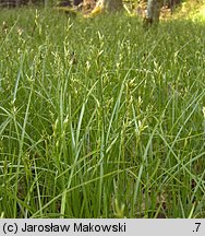 Carex brizoides (turzyca drżączkowata)