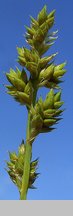 Carex canescens (turzyca siwa)