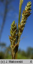 Carex canescens (turzyca siwa)