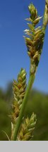 Carex canescens (turzyca siwa)