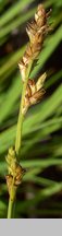 Carex canescens (turzyca siwa)