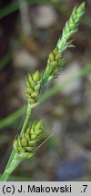 Carex canescens (turzyca siwa)