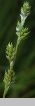 Carex canescens (turzyca siwa)