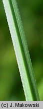 Carex canescens (turzyca siwa)