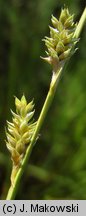 Carex canescens (turzyca siwa)